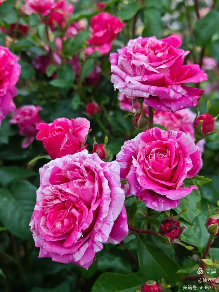 赏花～月季玫瑰2025.5.23